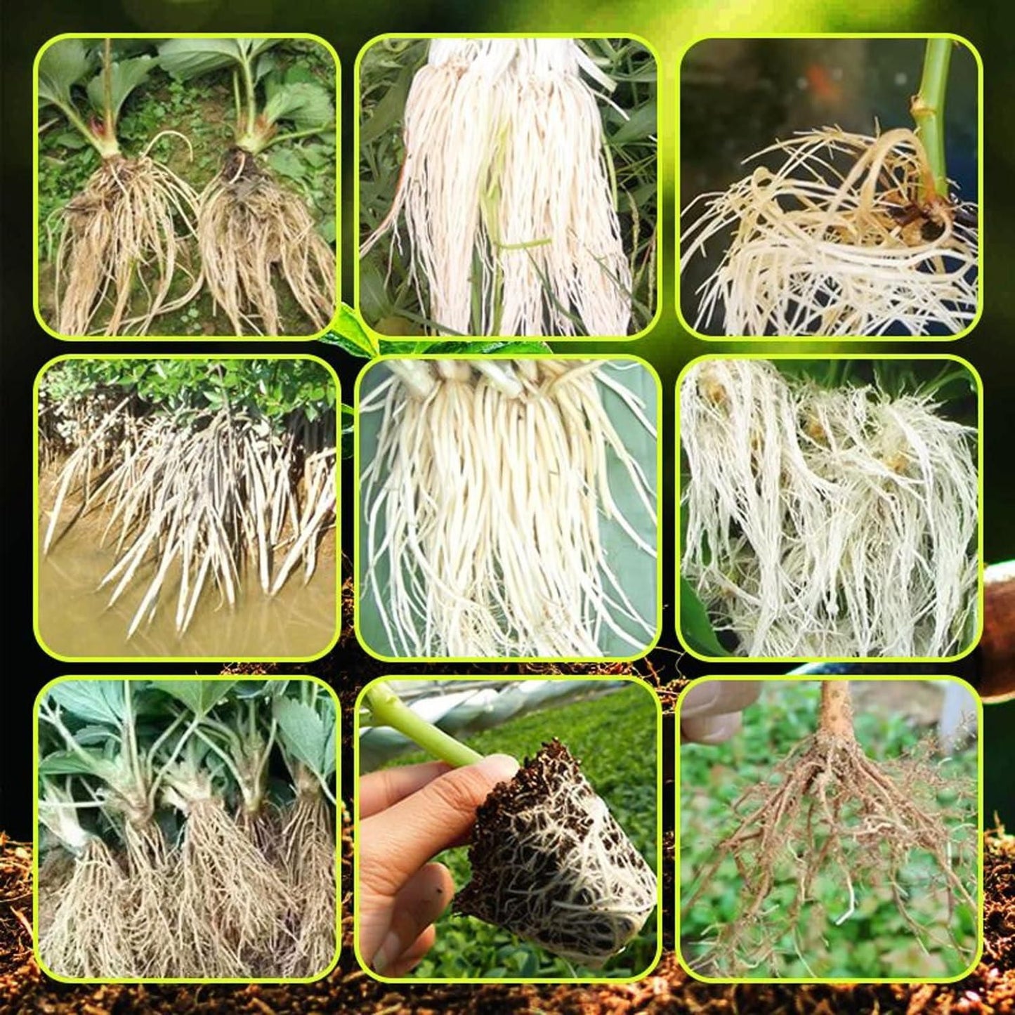 🌱⚡ Rapid Strong Root Fertilizer – 200g (Pack of 2) 💪🌿