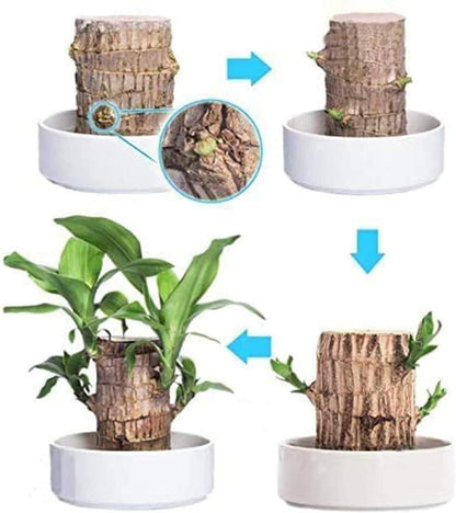 🌿🍀 Brazilian Lucky Wood – Mini Home Plant 🌱✨ Bring Nature & Good Vibes Indoors!🏡💚